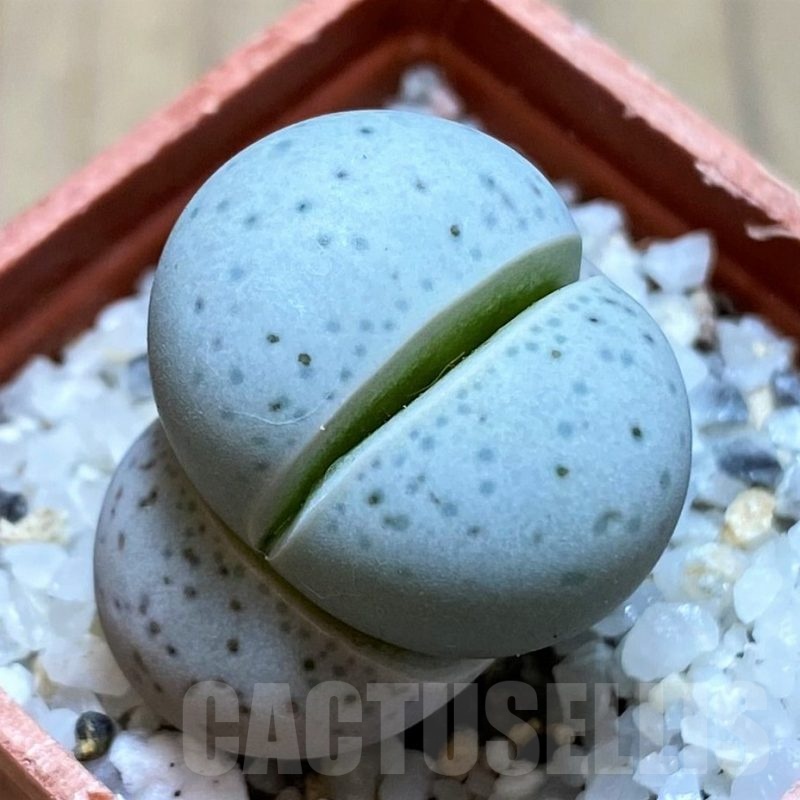 SH21799 Dinteranthus vanzylii