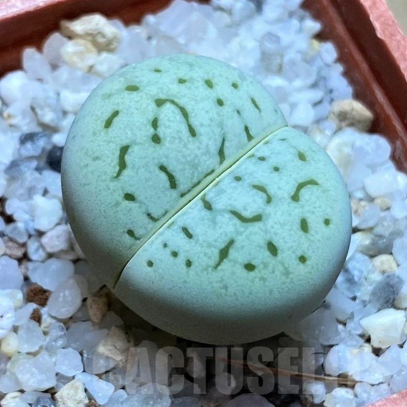 SH21800 Dinteranthus vanzylii 'Emerald'