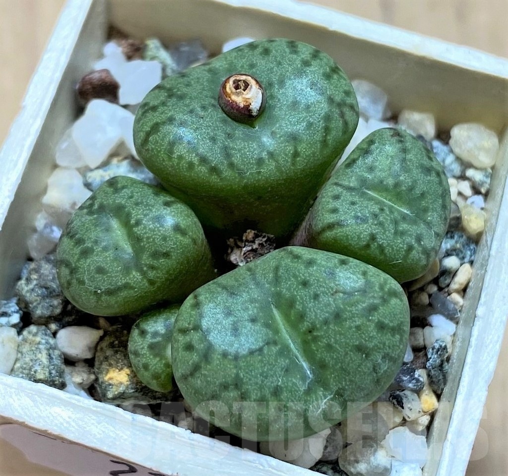 SH21801 Conophytum obcordellum