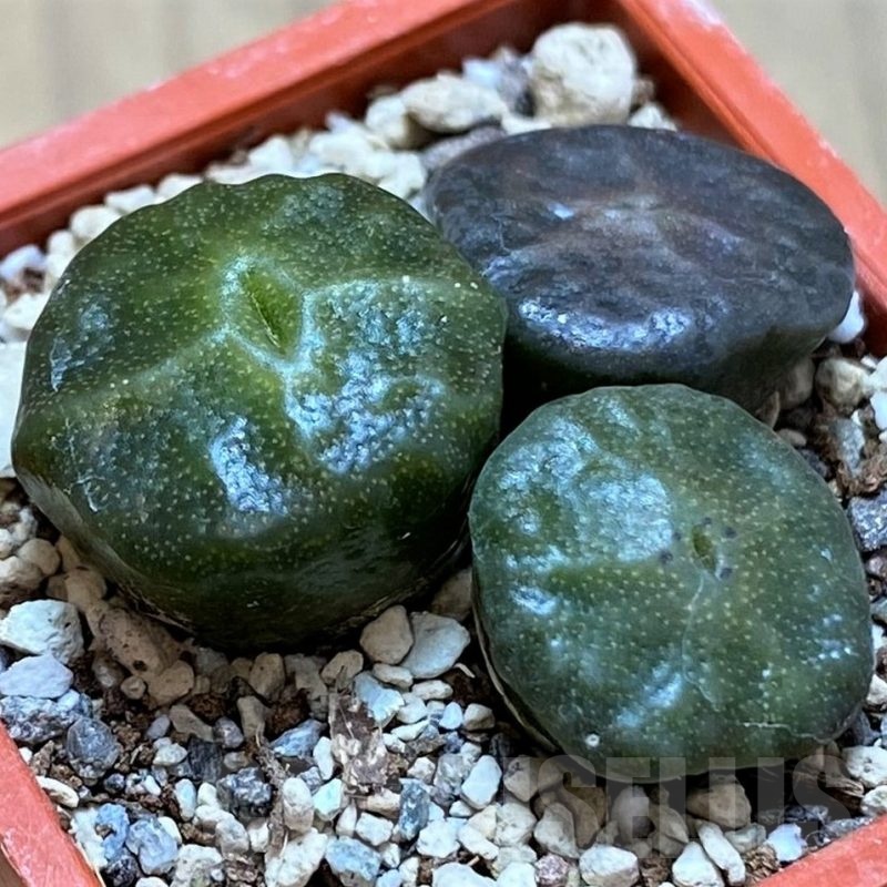 SH21802 Conophytum angelicae ssp. tetragonum, seedling 3 plants
