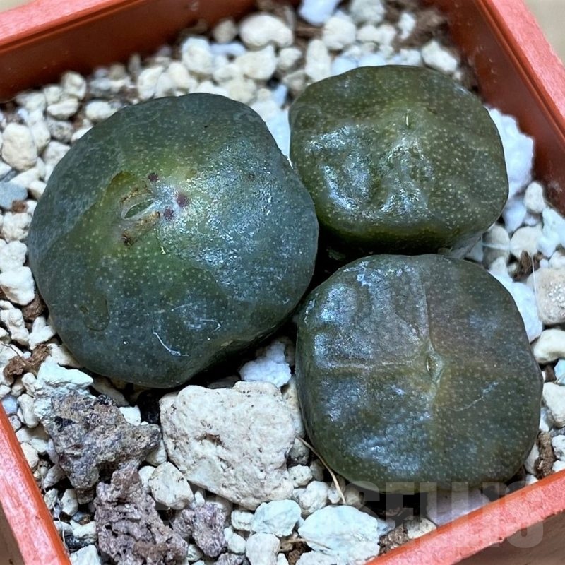 SH21803 Conophytum angelicae ssp. tetragonum, seedling 3 plants