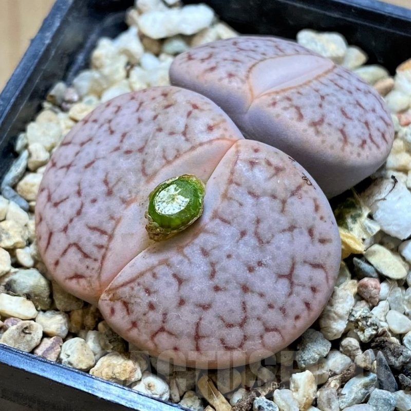 SH21804 Lithops pseudotruncatella v. dendritica
