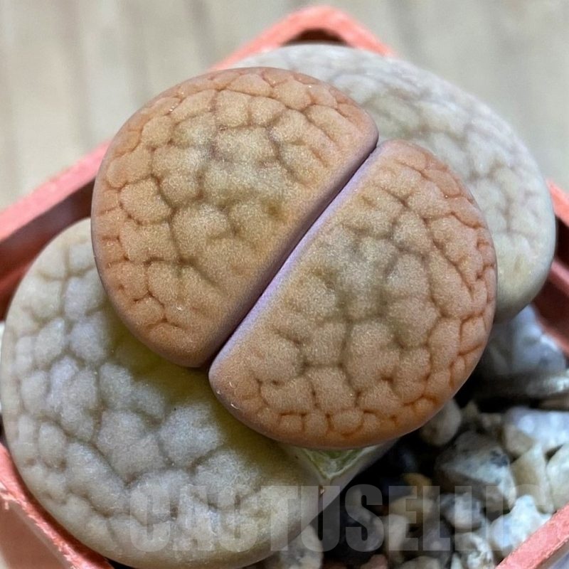 SH21752 Lithops hookeri C110