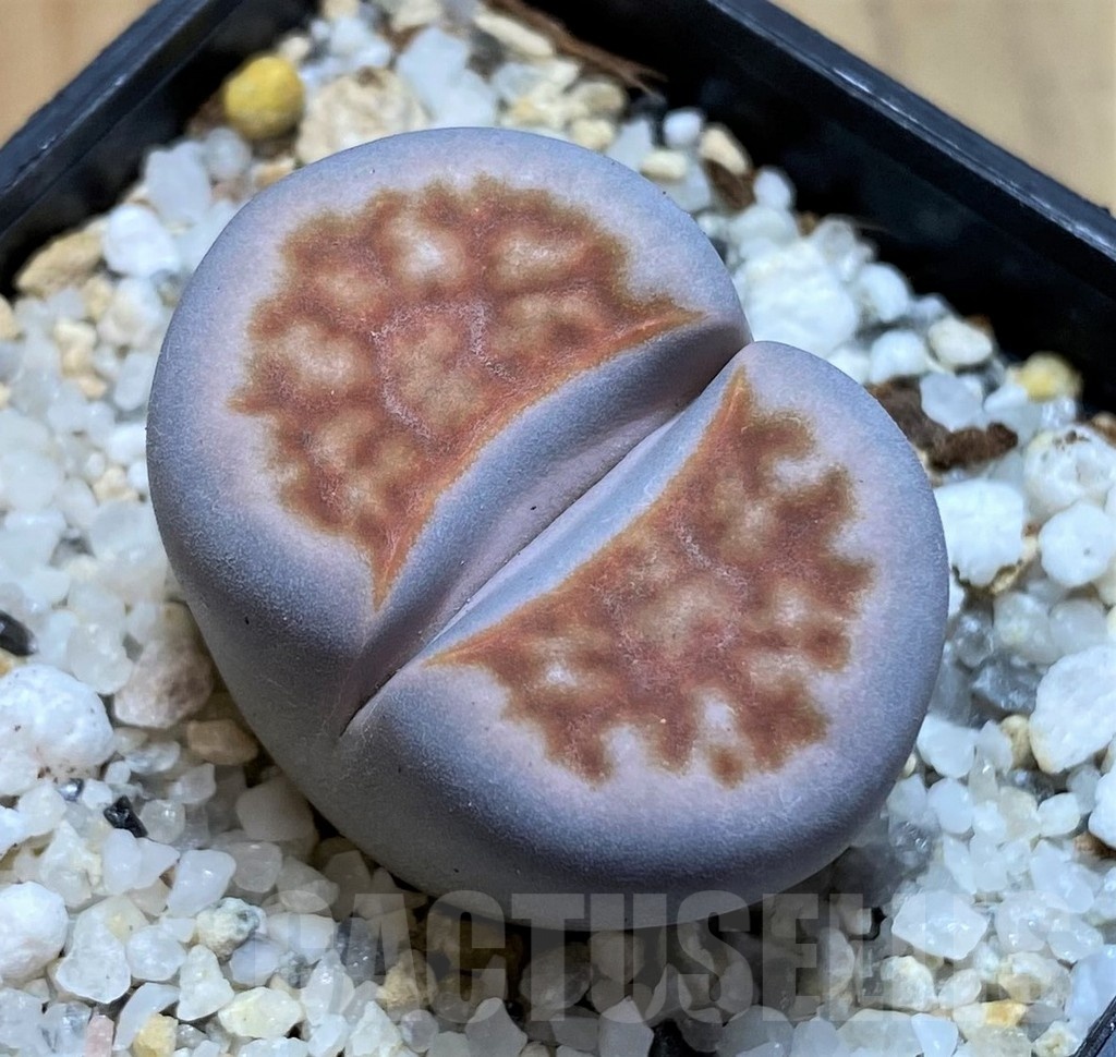 SH21805 Lithops karasmontana v. summitatum