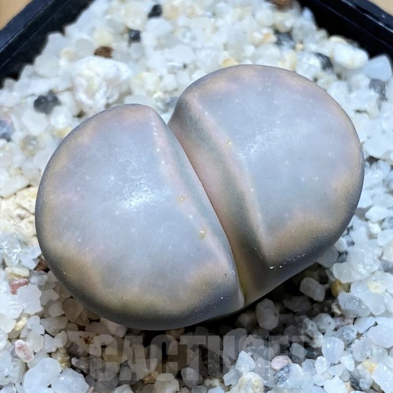 SH21806 Lithops karasmontana 'Opalina'