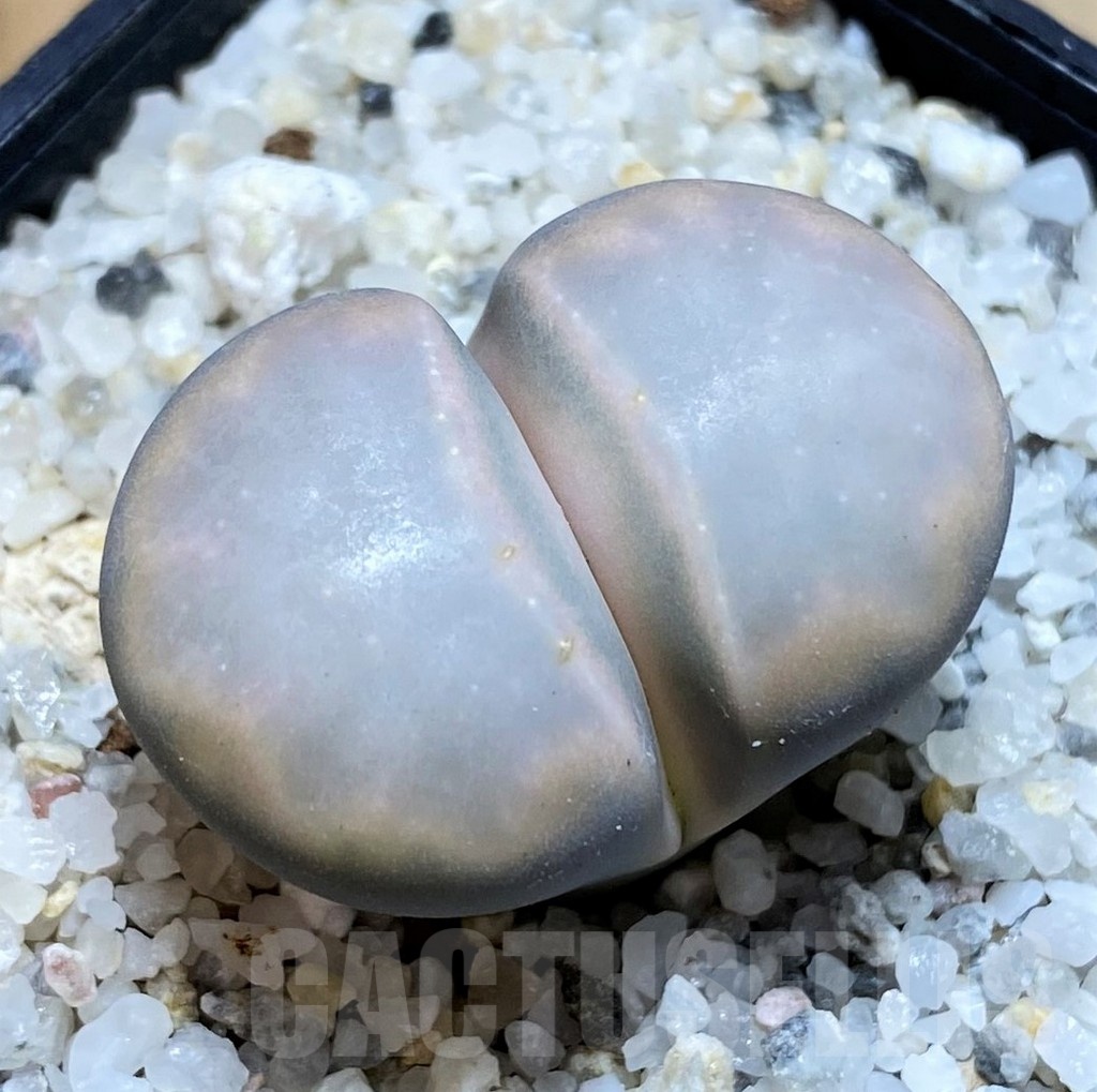SH21806 Lithops karasmontana 'Opalina'