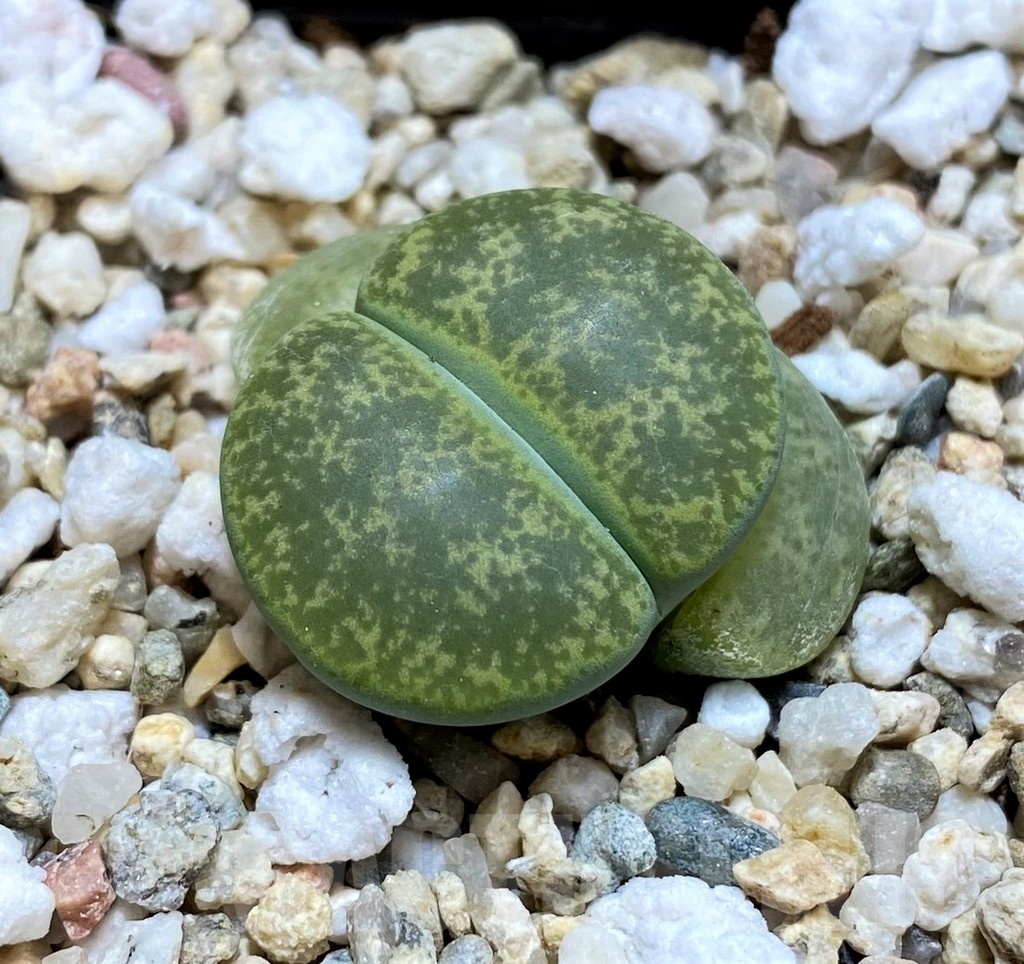 SH21807 Lithops lesliei v. albinica C005B