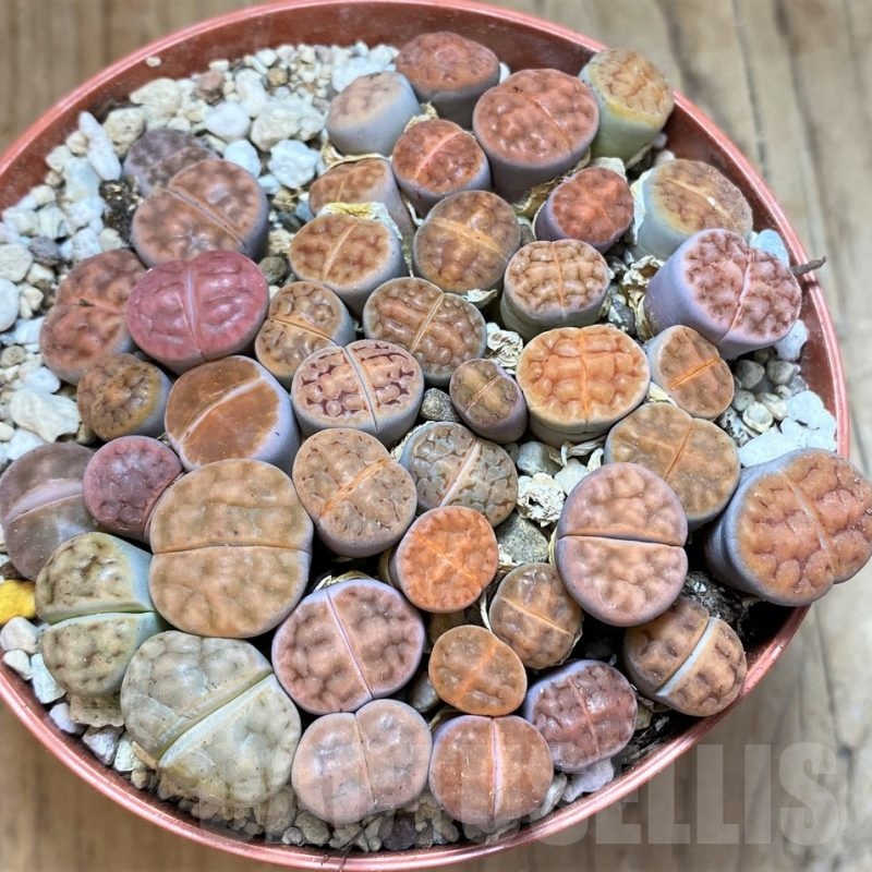 SH21810 Lithops karasmontana 'Tischeri' mix