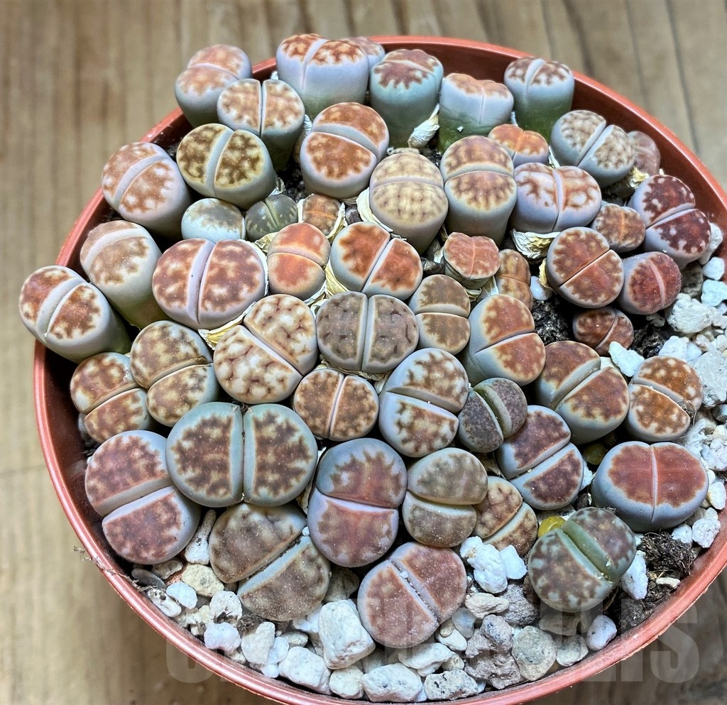 SH21811 Lithops karasmontana v. summitatum mix - Image 2