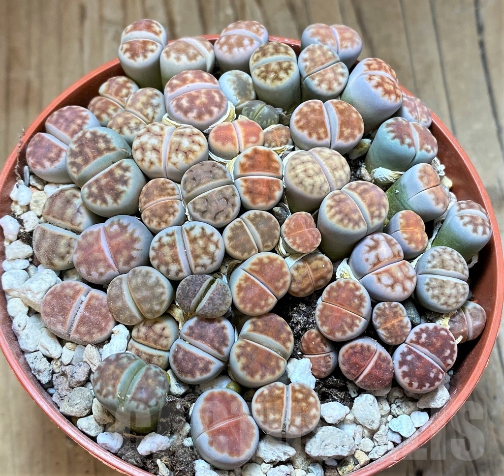 SH21811 Lithops karasmontana v. summitatum mix