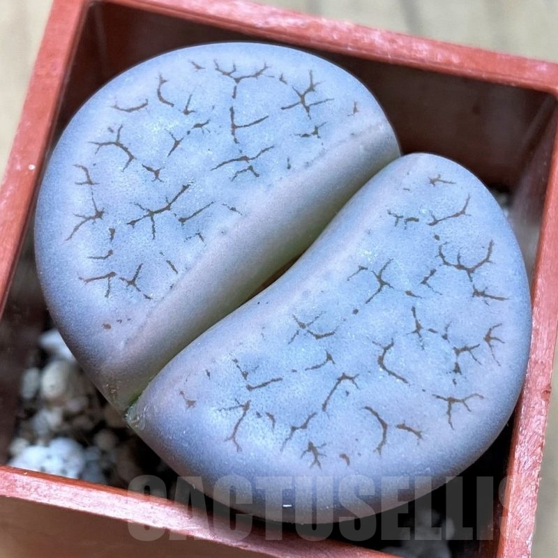 SH21753 Lithops gracilidelineata
