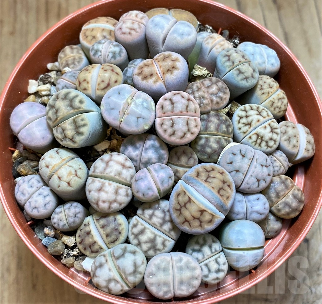 SH21813 Lithops karasmontana mix - Image 2