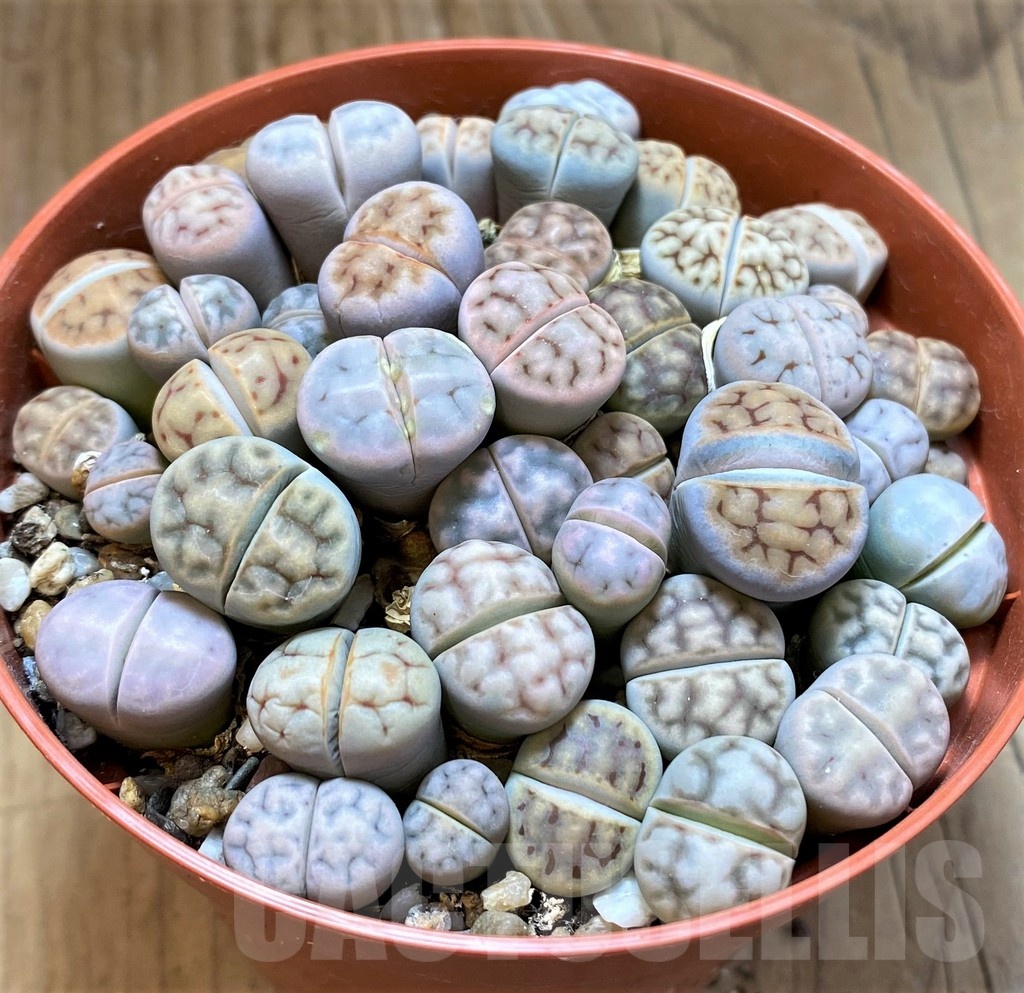 SH21813 Lithops karasmontana mix