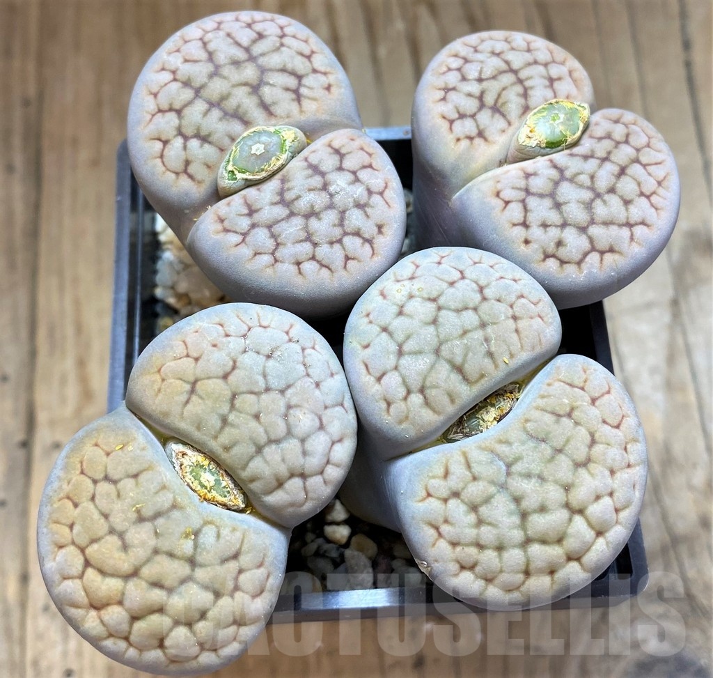 SH21815 Lithops hookeri v. lutea, 10 years old