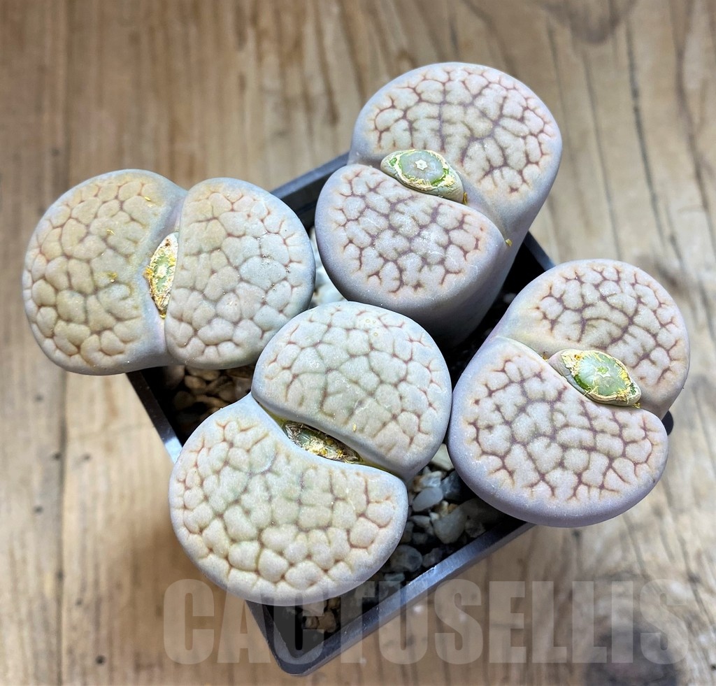SH21815 Lithops hookeri v. lutea, 10 years old - Image 2