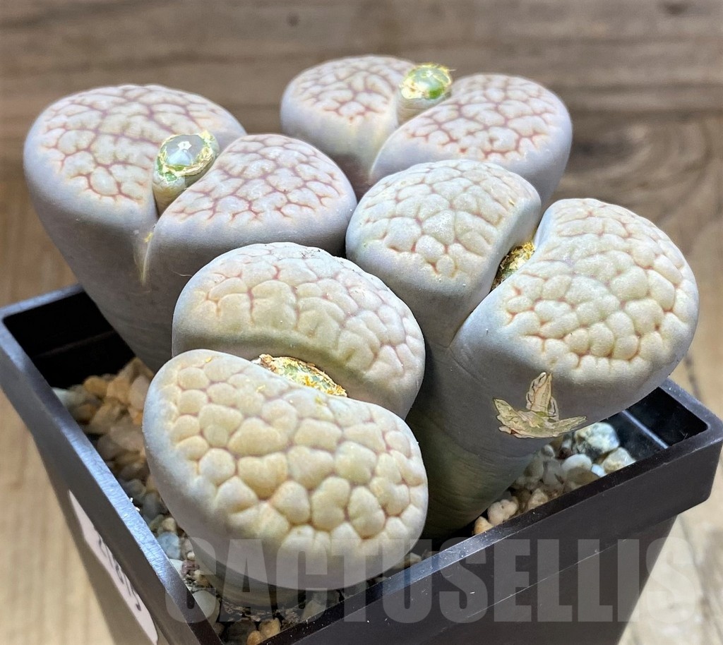 SH21815 Lithops hookeri v. lutea, 10 years old - Image 3