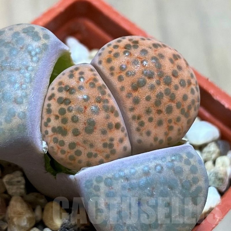 SH21754 Lithops fulviceps v. lydiae