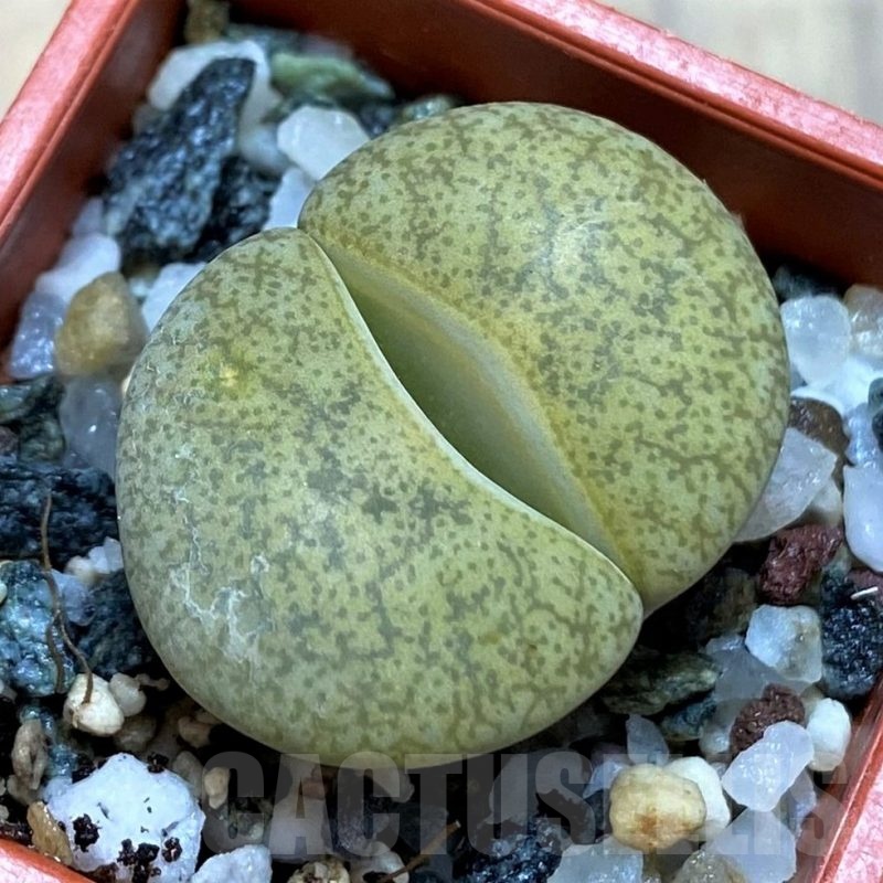 SH21755 Lithops lesliei ‘Albinigold’ x aucampiae ‘Storms´s Snowcap’
