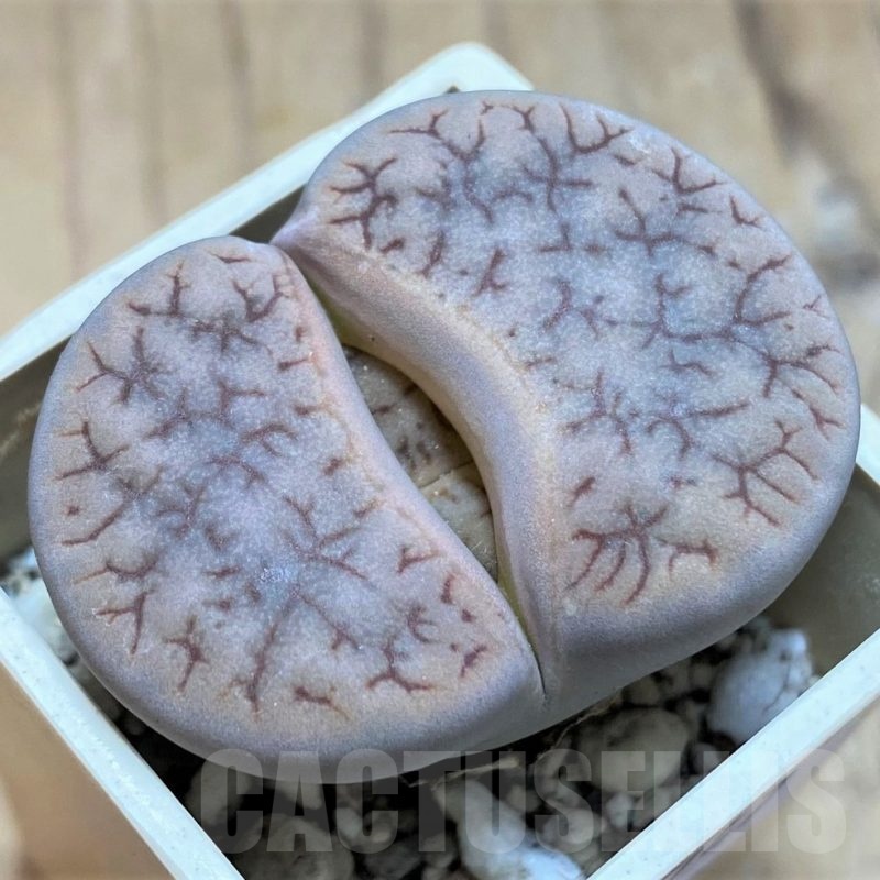 SH21747 Lithops gracilidelineata