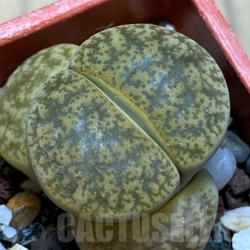 SH21756 Lithops lesliei ‘Albinigold’ x aucampiae ‘Storms´s Snowcap’