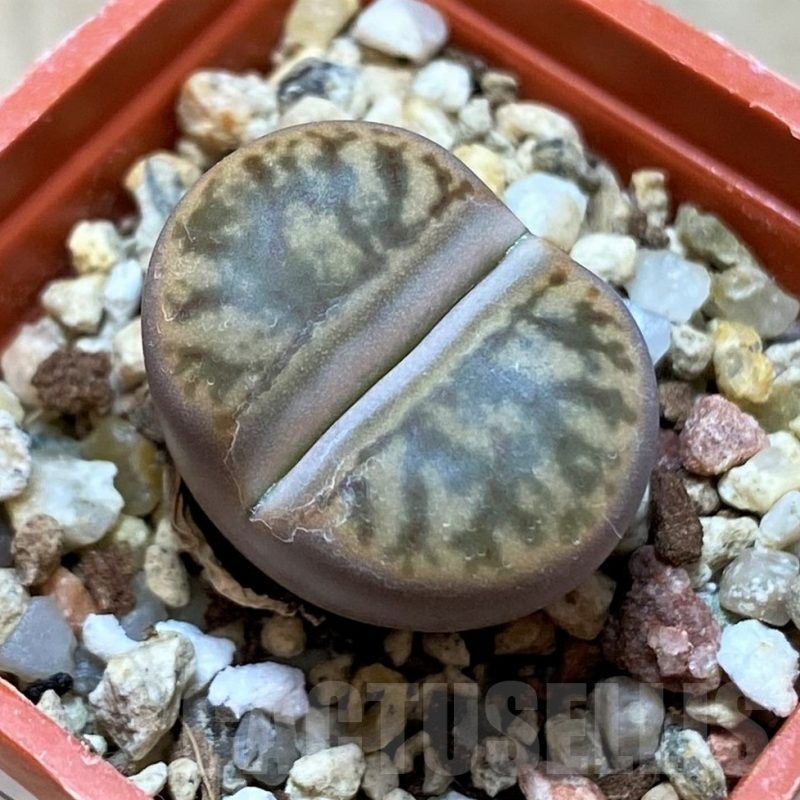 SH21757 Lithops bromfieldii 'Coral'
