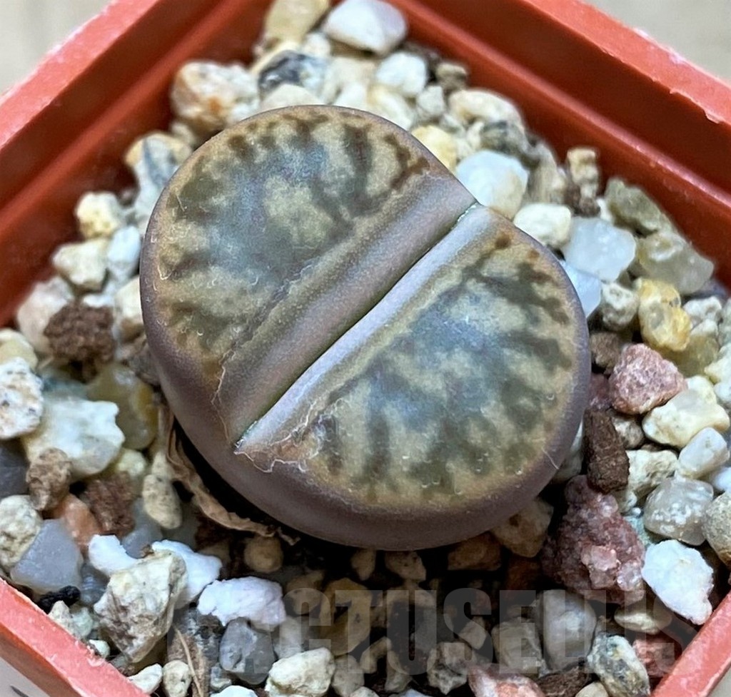 SH21757 Lithops bromfieldii 'Coral'