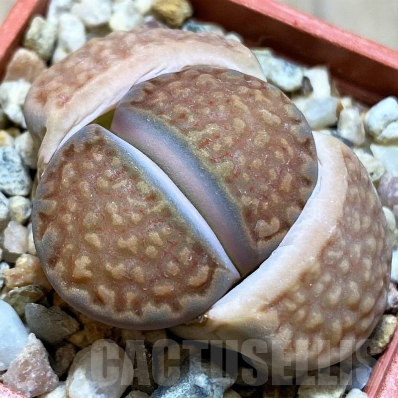 SH21758 Lithops hallii v. ochracea