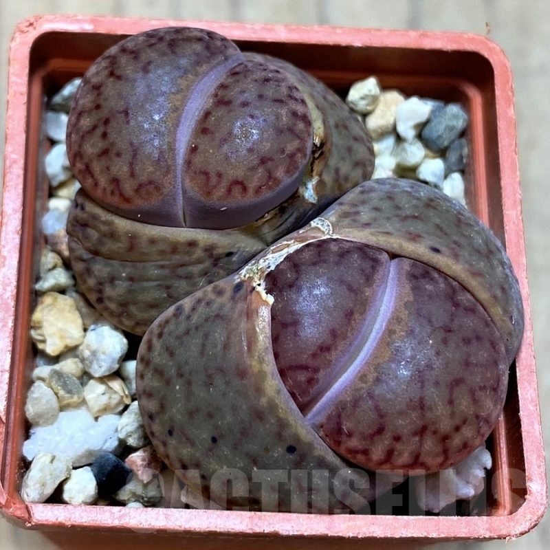 SH21759 Lithops bromfieldii v. glaudinae 'Rubroroseus'