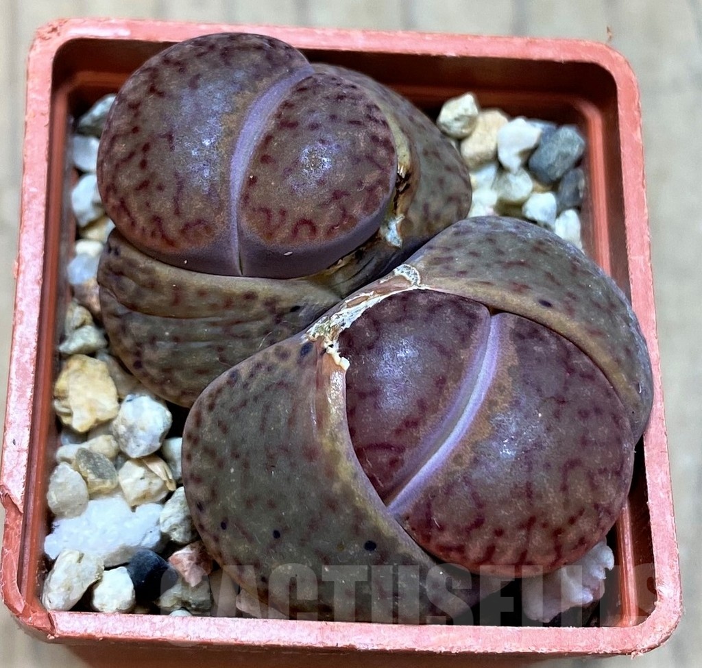 SH21759 Lithops bromfieldii v. glaudinae 'Rubroroseus'
