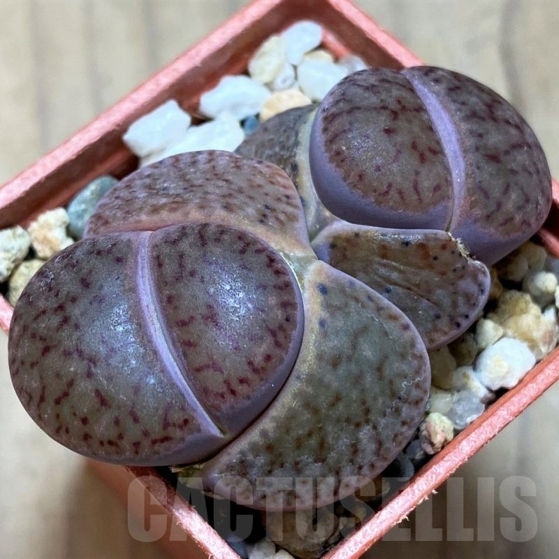 SH21760 Lithops bromfieldii v. glaudinae 'Rubroroseus'
