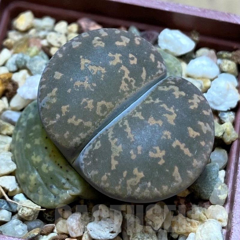 SH21761 Lithops lesliei