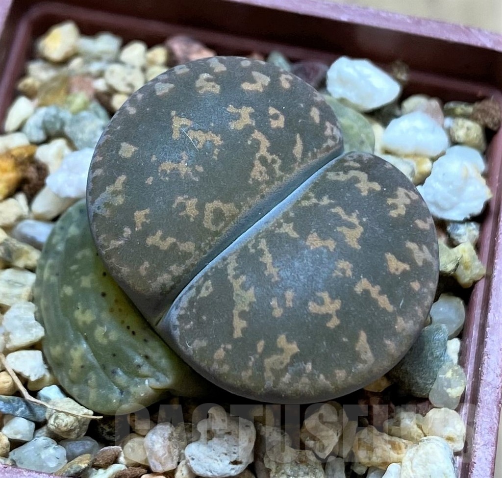 SH21761 Lithops lesliei