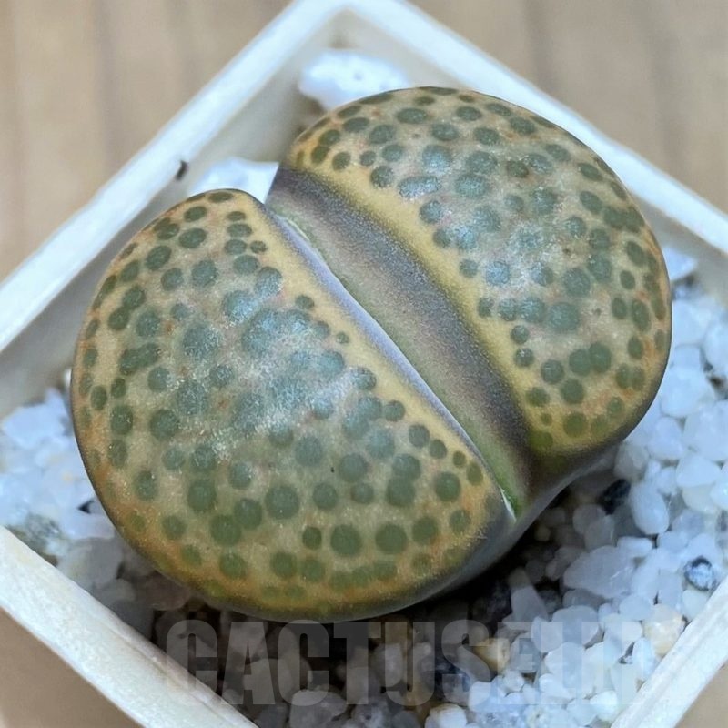 SH21768 Lithops aucampiae -Majading Form-