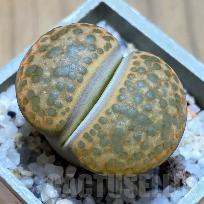 SH21763 Lithops fulviceps L45-66
