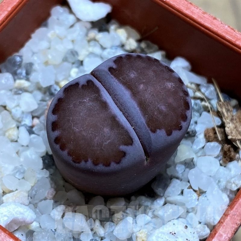 SH21764 Lithops salicola 'Sato's Violet' hybrid