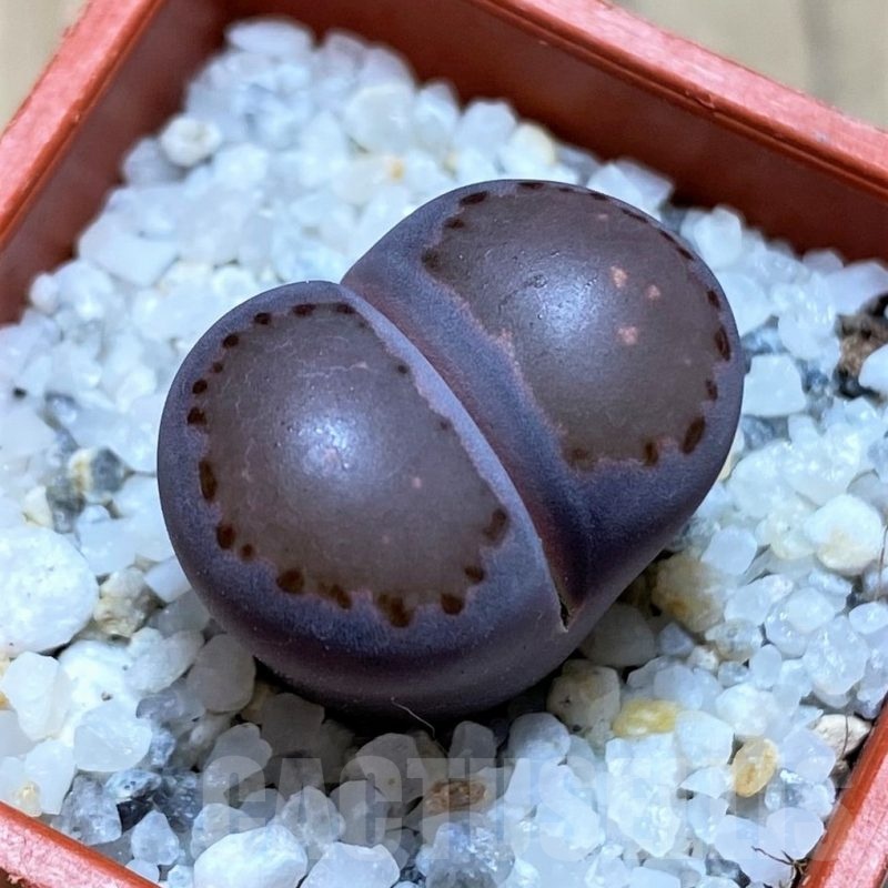 SH21765 Lithops salicola 'Sato's Violet' hybrid