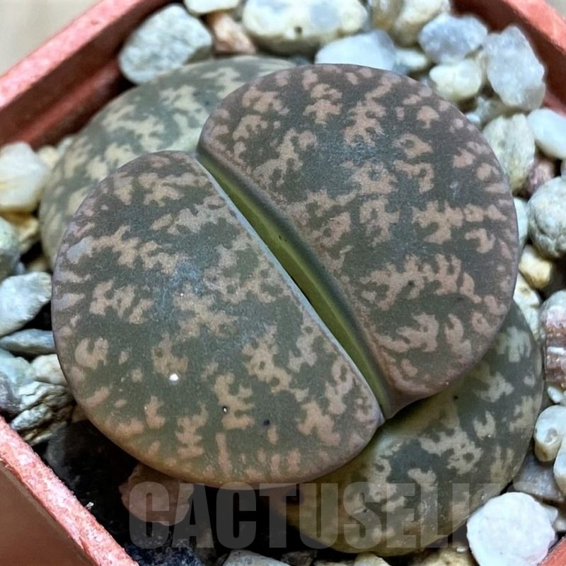 SH21748 Lithops lesliei