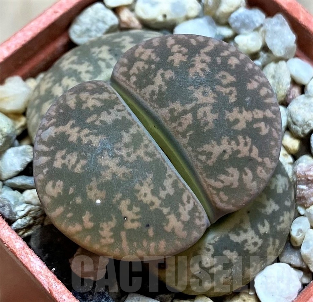 SH21748 Lithops lesliei