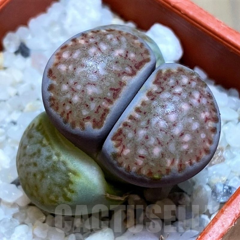SH21766 Lithops salicola 'Sato's Violet' hybrid
