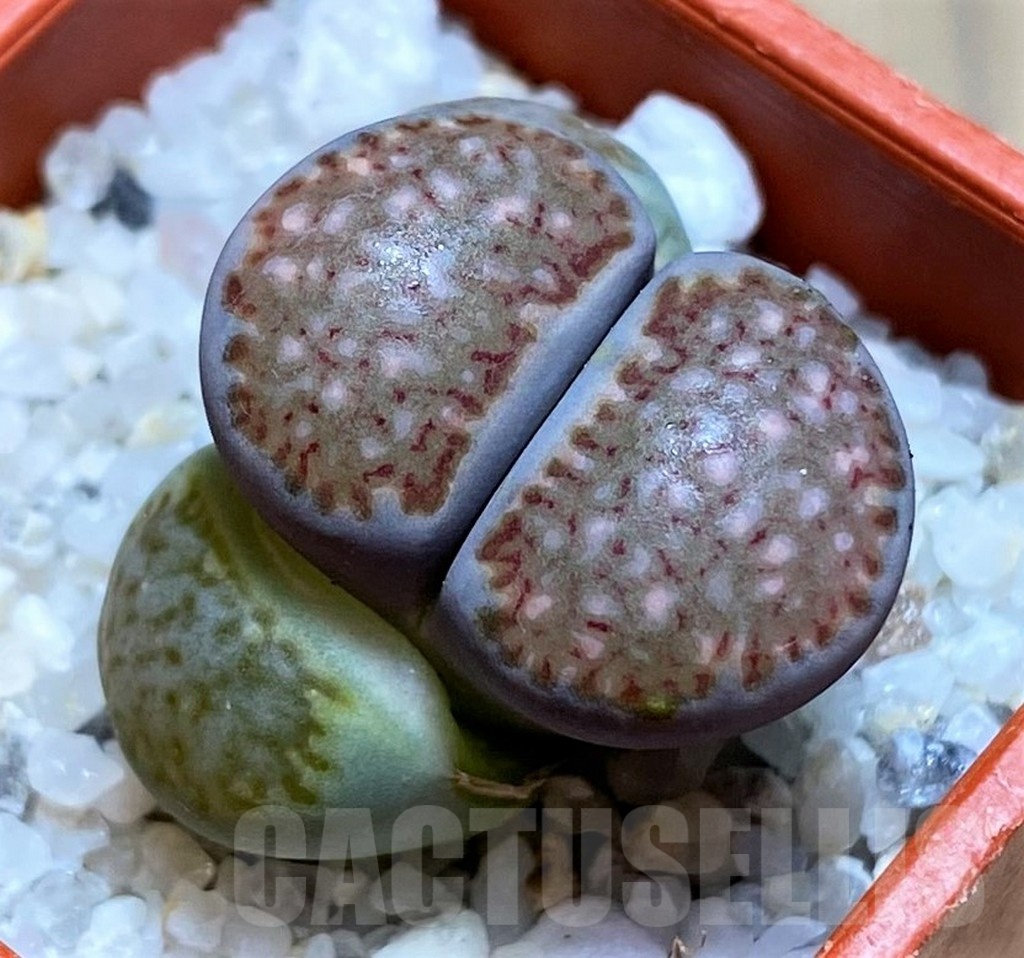 SH21766 Lithops salicola 'Sato's Violet' hybrid
