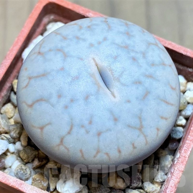 SH21771 Lithops pseudotruncatella ssp. volkii
