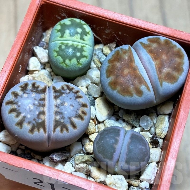 SH21772 Lithops mix