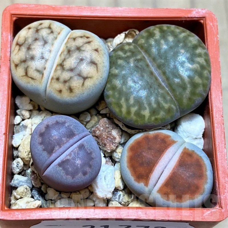 SH21773 Lithops mix