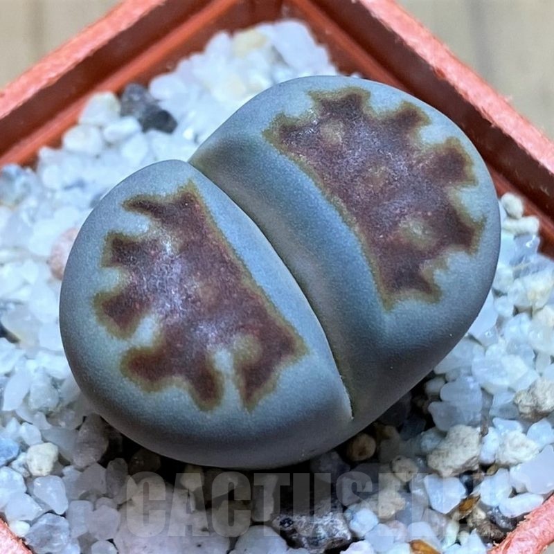 SH21774 Lithops karasmontana ssp. lericheana C329a