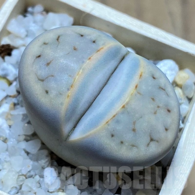 SH21775 Lithops karasmontana C168