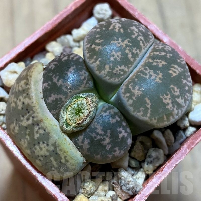 SH21749 Lithops lesliei F108