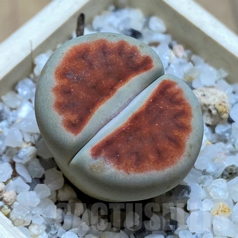 SH21776 Lithops karasmontana 'Top Red'