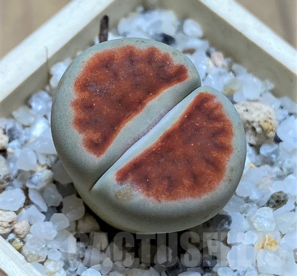 SH21776 Lithops karasmontana 'Top Red'