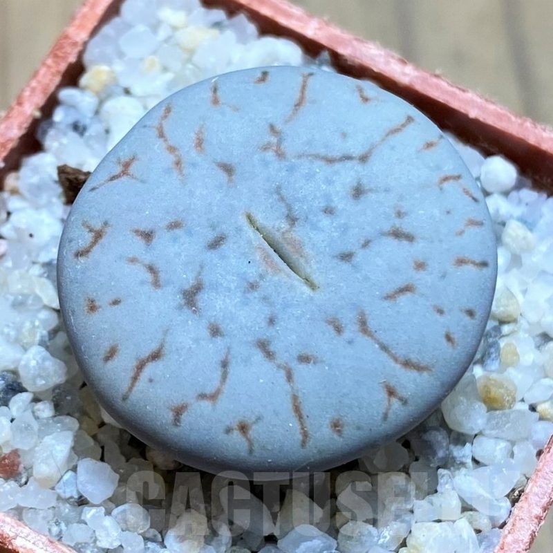 SH21777 Lithops pseudotruncatella ssp. volkii