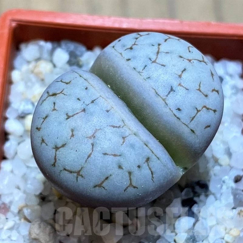 SH21778 Lithops gracilidelineata